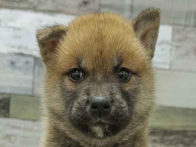 鳥取県の柴犬(標準サイズ) (ペッツワンFC鳥取店/2024年9月5日生まれ/女の子/赤)の子犬